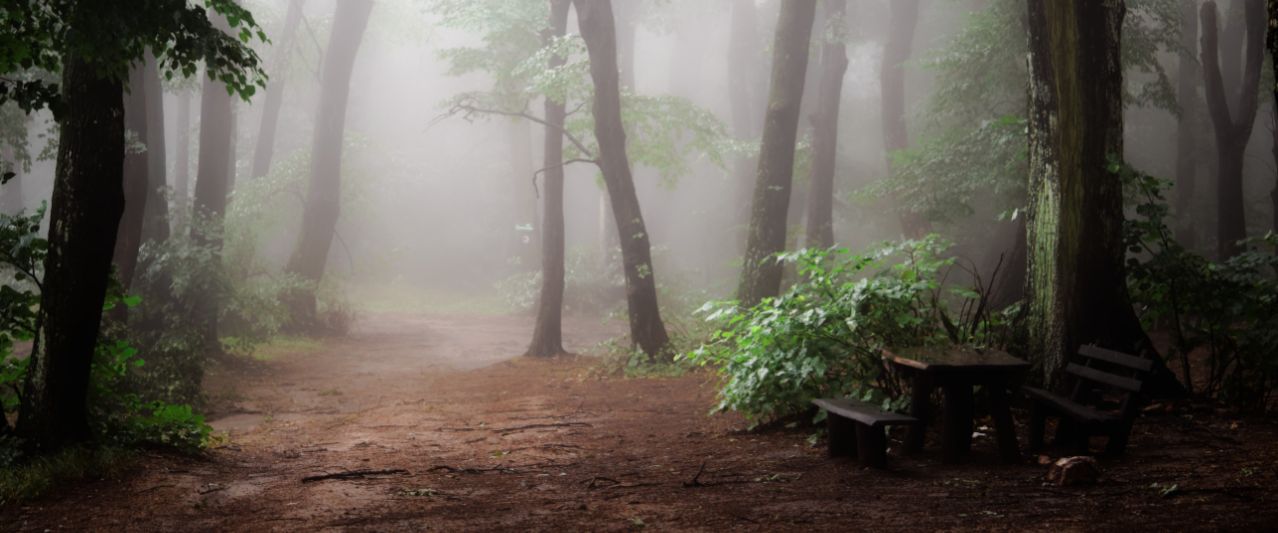 misty pathway photo